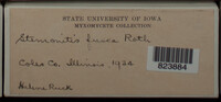 Stemonitis fusca image